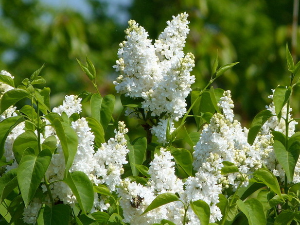 Weißer Flieder