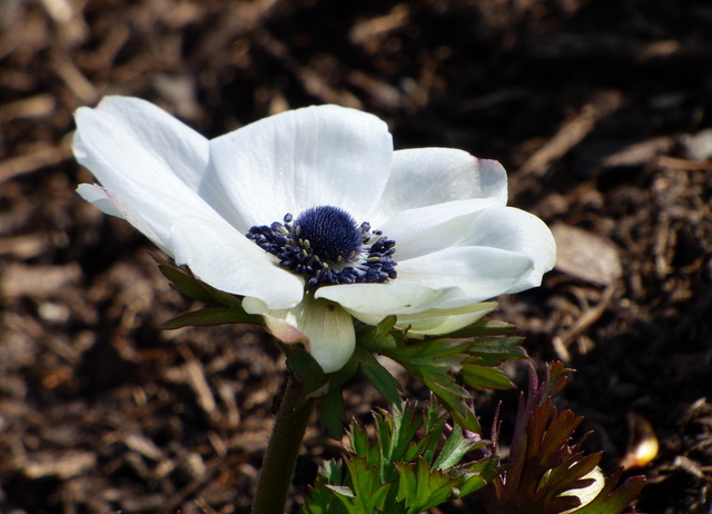 Anemone