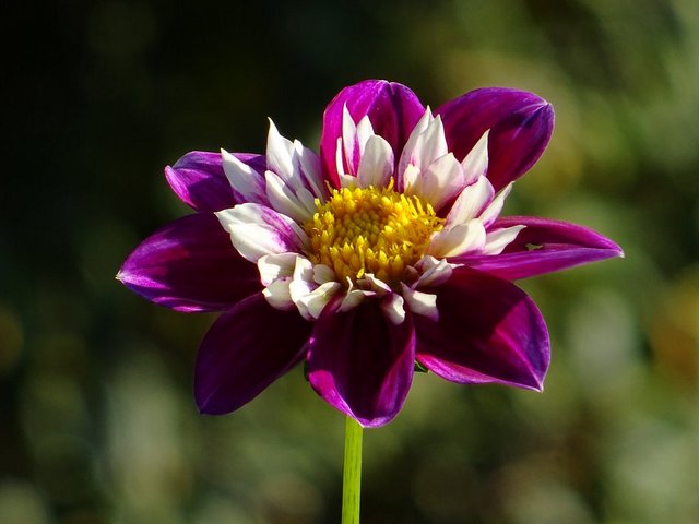 Dahlie