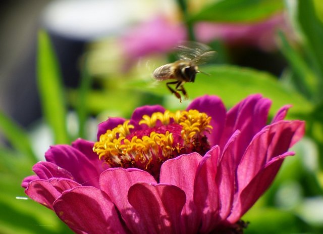 Biene im Anflug auf eine Zinnie