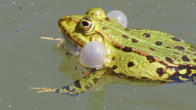 Frosch