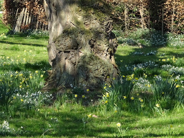 Knorriger Baum umgeben von Frühblüher