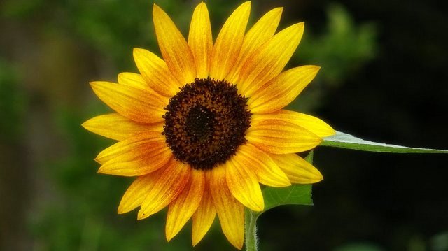 Sonnenblume