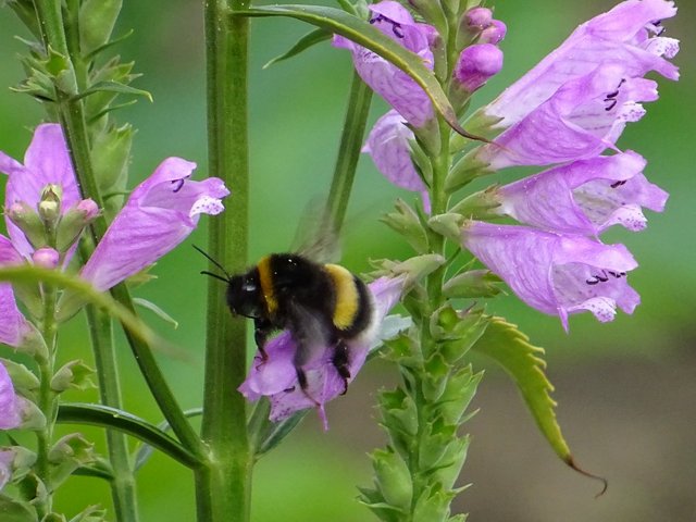 Hummel