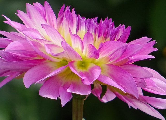 Dahlie