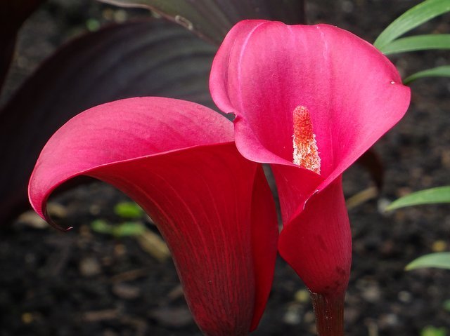 Calla