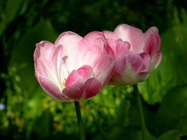 Tulpen