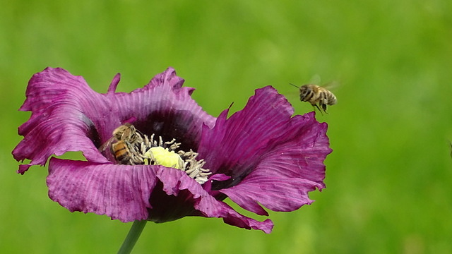 Mohnblüte mit Bienen