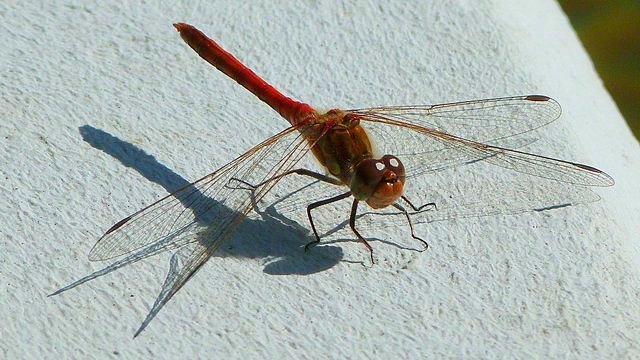 Heidelibelle