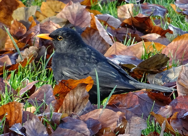 Amsel im Laub
