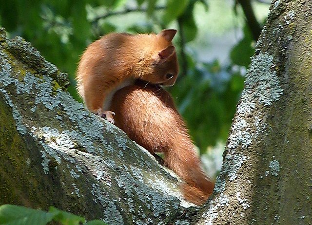 Eichhörnchen