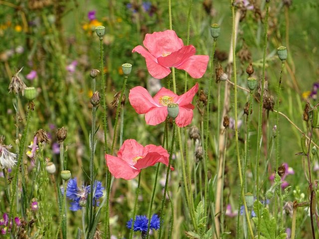 Blumenwiese