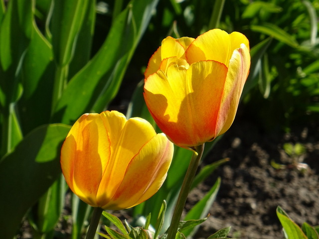 Tulpen
