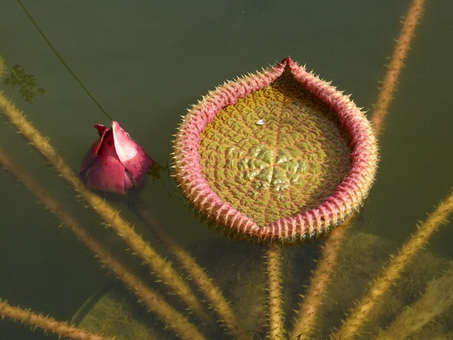 Seerosenblatt  mit Knospe