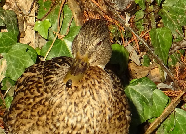 Ente