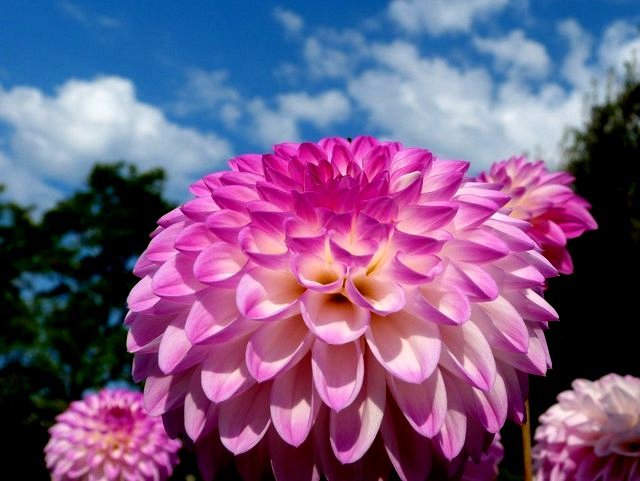 Pompondahlie