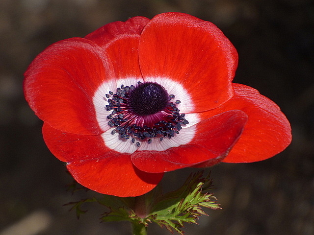 Anemone