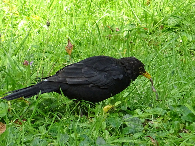 Amsel mit Regenwurm