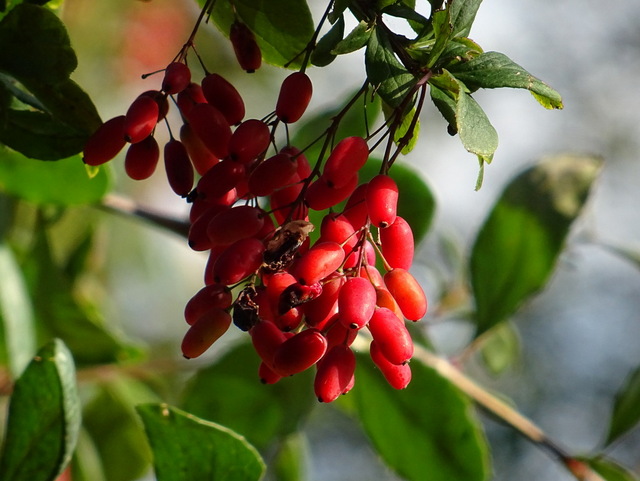 Beeren einer Tollkirsche