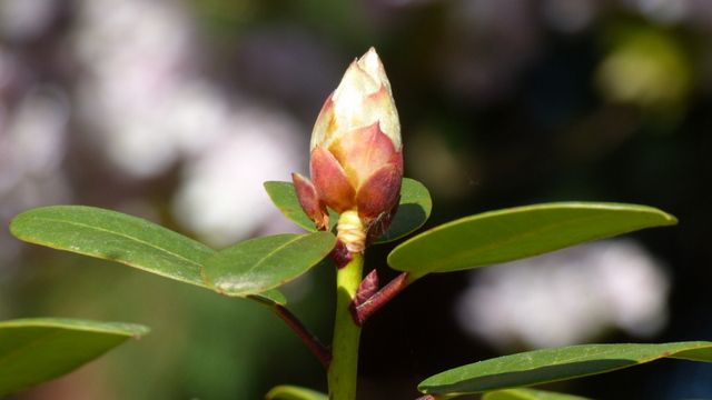 Knospe vom Rhododendron