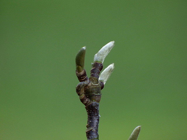 Knospen einer Magnolie