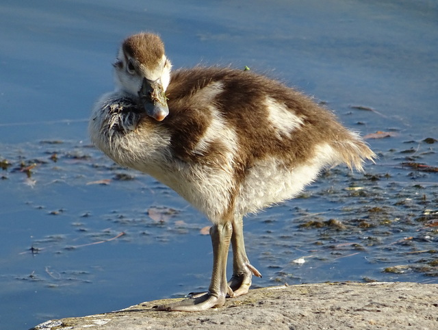 Nilgänslein