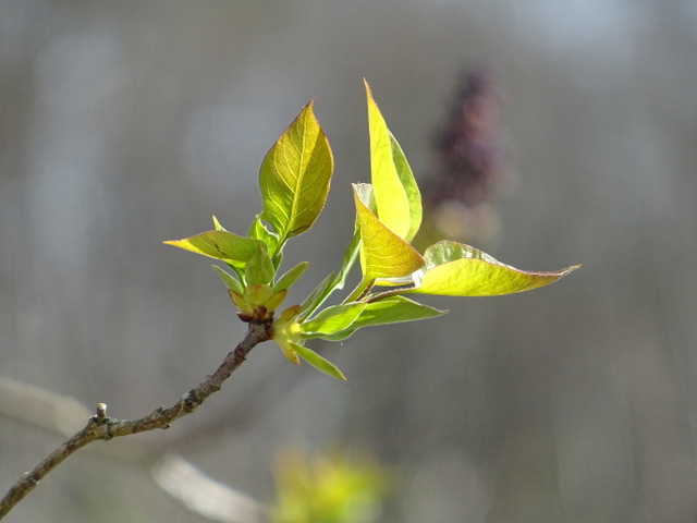Junge Blätter vom Flieder