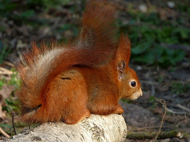 Eichhörnchen ruht sich aus