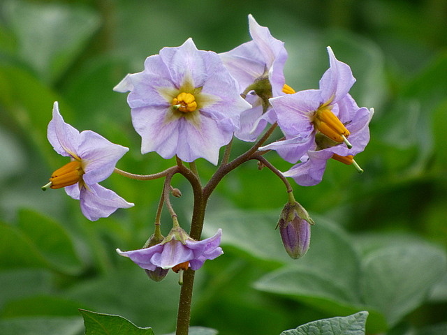 Kartoffelblüten