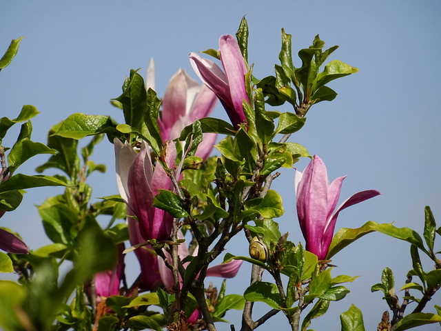 Magnolien