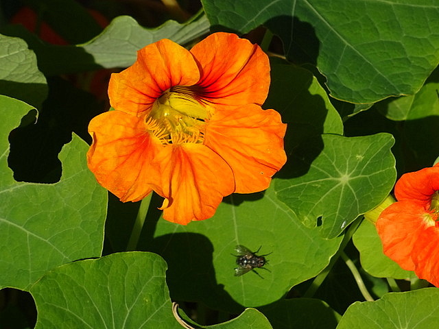 Kapuzinerkresse mit Fliege