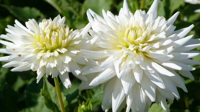 Dahlien