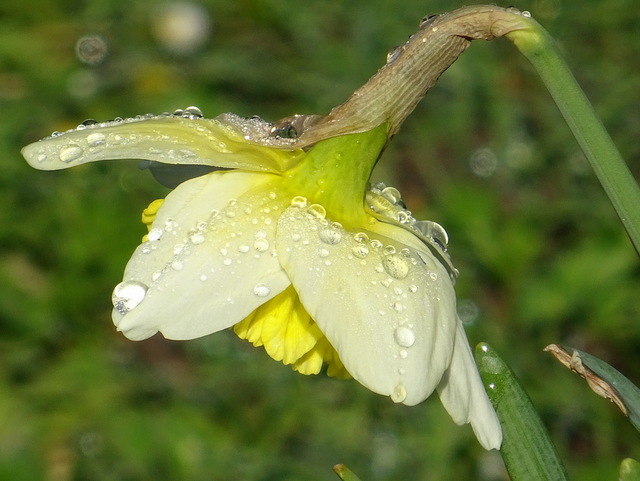 Narzisse mit Regentropfen