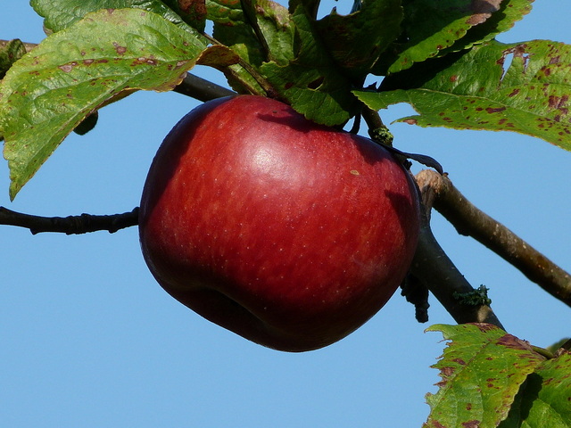 Apfel