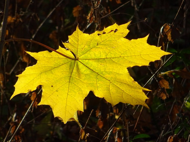 Blatt im Sonnenschein