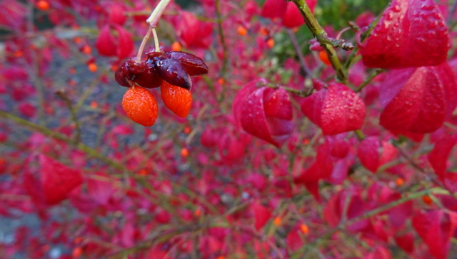 Zwerg Korkflügelstrauch