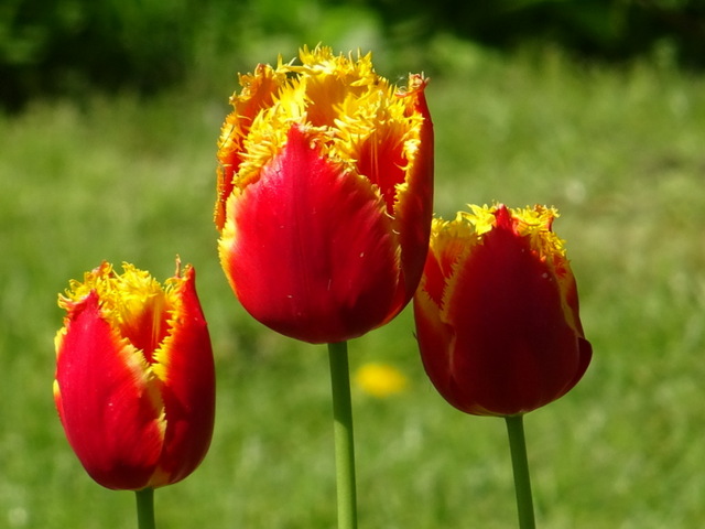 Tulpen
