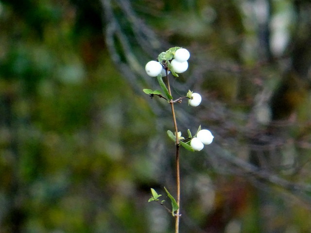 Beeren