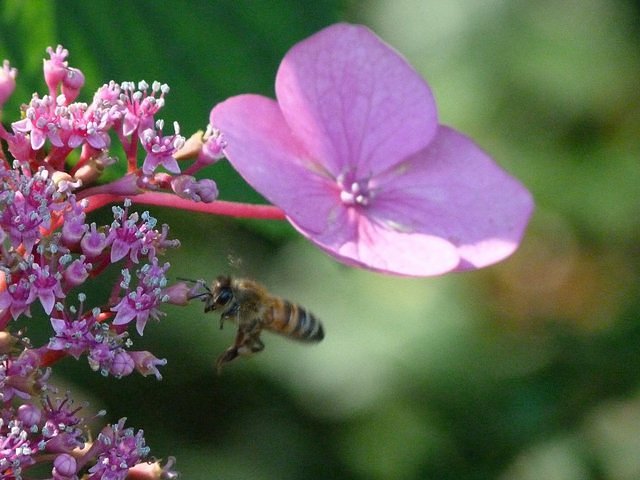 Tellerhortensie mit Biene