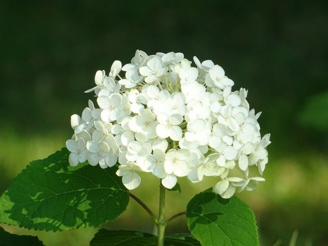 Hortensie