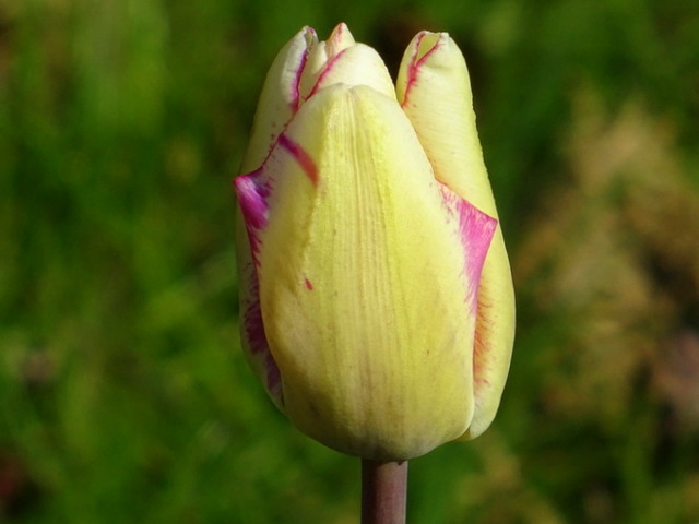 Tulpe