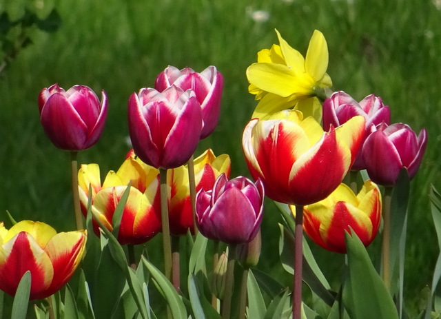 Tulpen