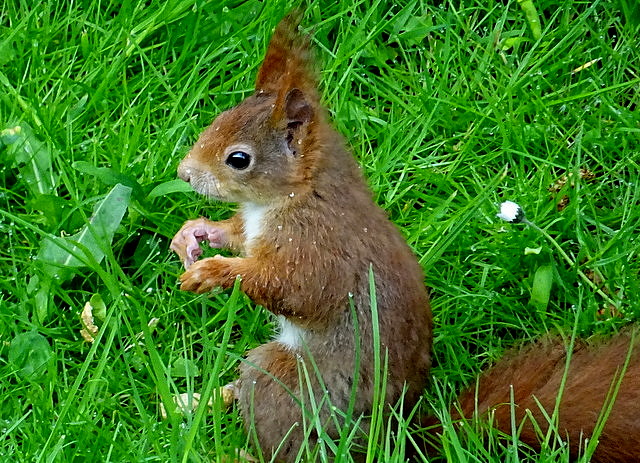 Eichhörnchen