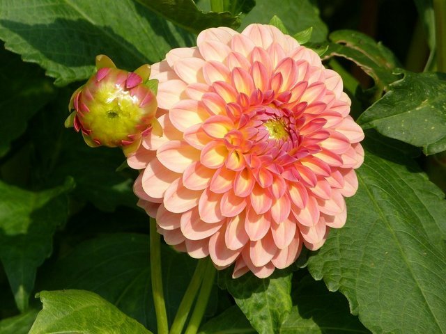 Dahlie