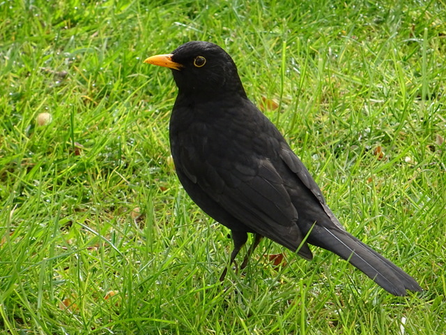 Amsel