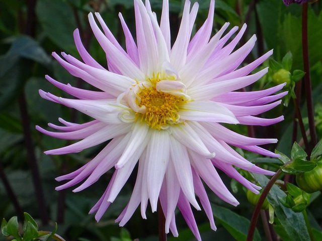 Dahlie