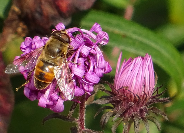 Große Hornissenschwebfliege