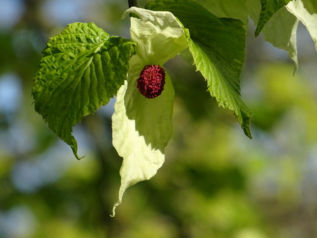 Blüte vom Taschentuchbaum