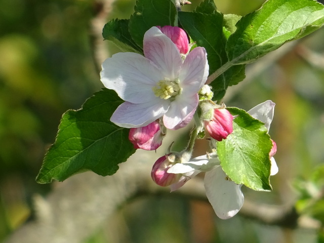 Apfelblüten