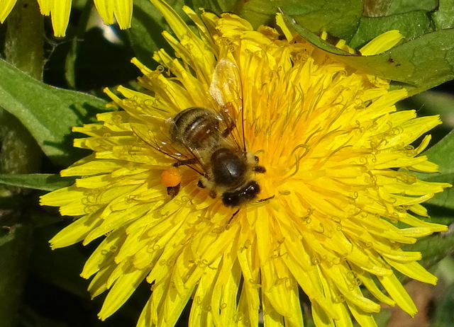 Biene Auf Löwenzahn